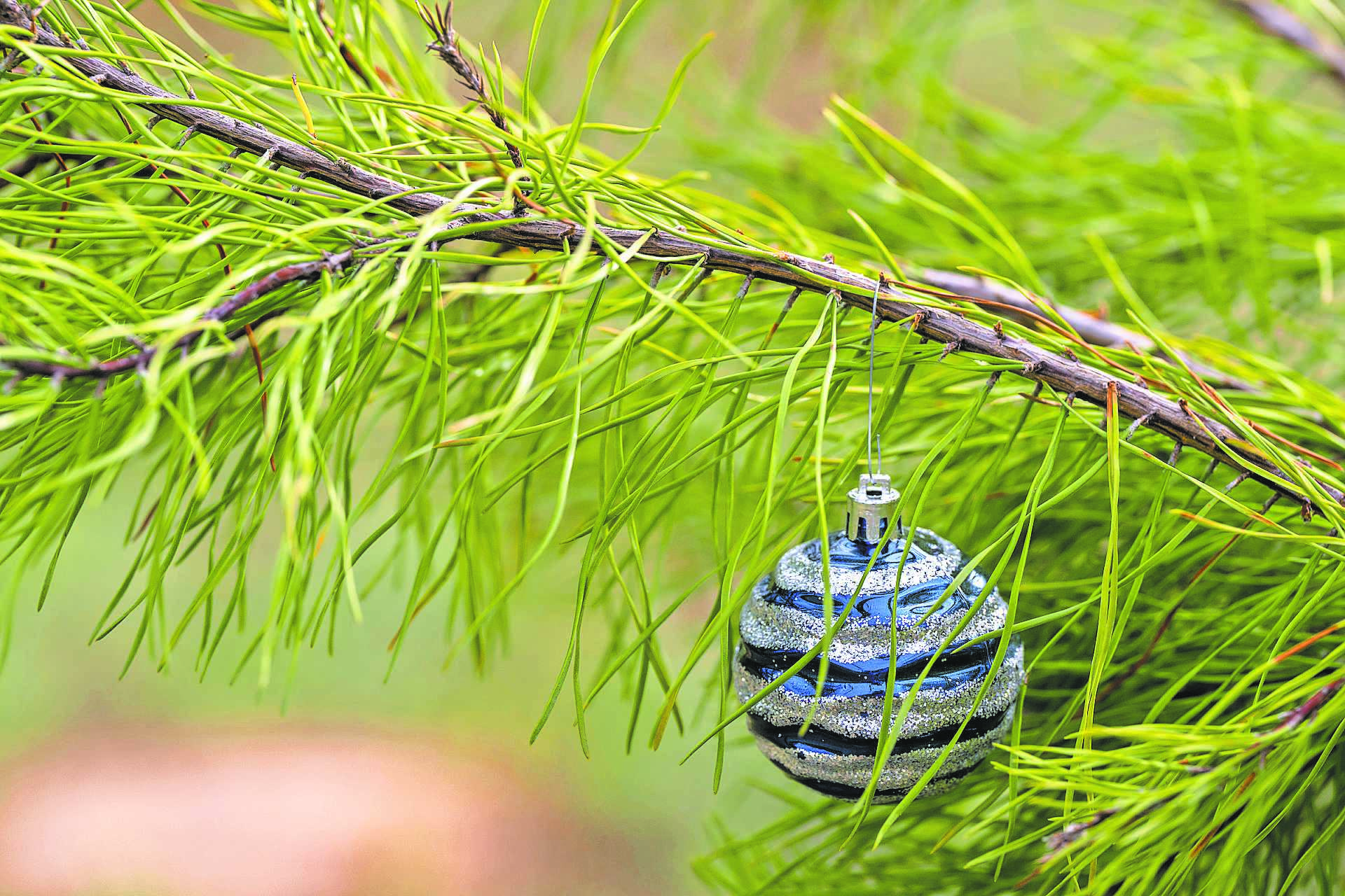 How to sustainably dispose of a real Christmas tree Alice Echo News
