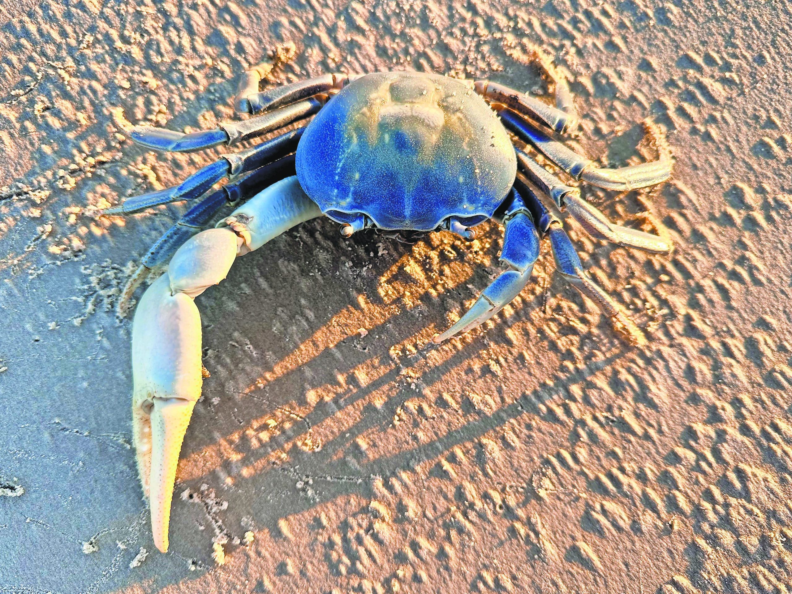 South Carolina'S Venomous Crabs:  A Guide To Safe Beachcombing - aec4efi